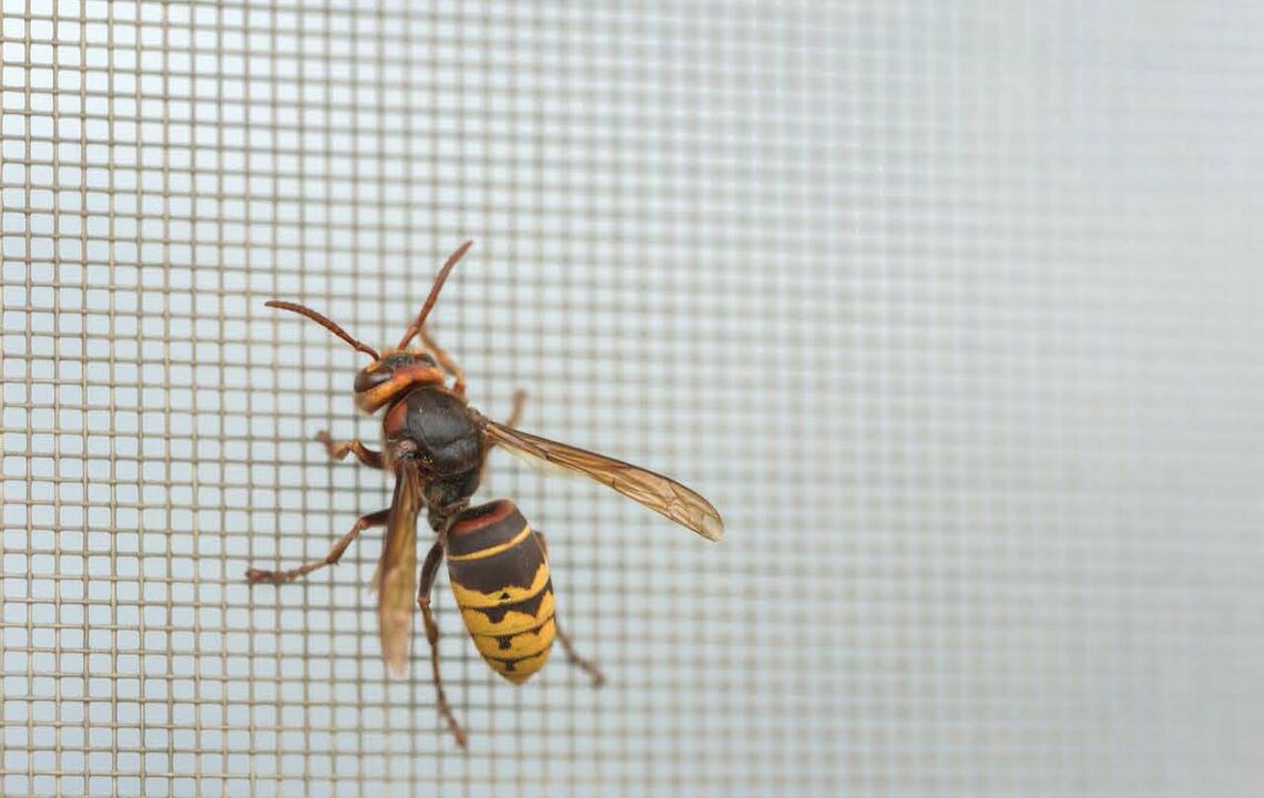 Insektenschutz bei Fenstern und Türen